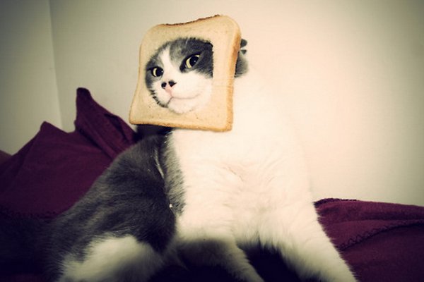Кот в хлебе