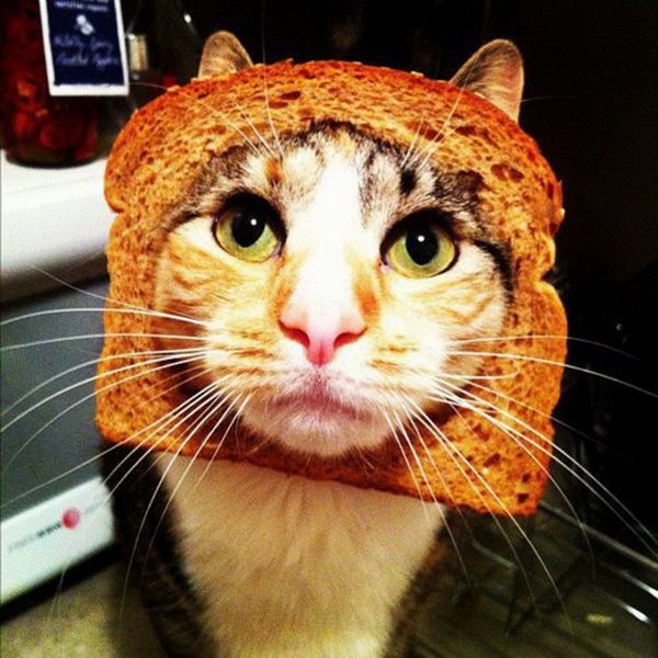 Кот в хлебе