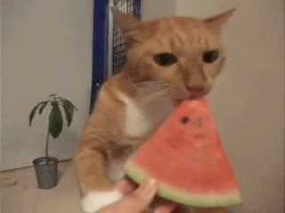 кот ест арбуз