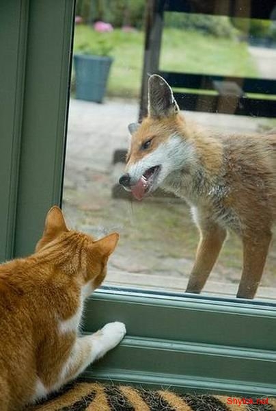 Животные vs стекло, photo:16