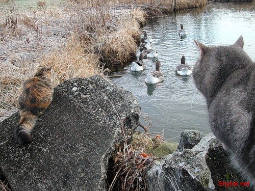 Коты на охоте (фото), photo:3