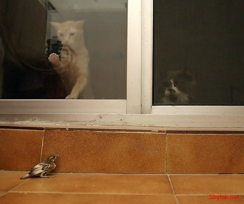 Коты на охоте (фото), photo:2