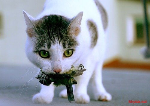 Коты на охоте (фото), photo:15