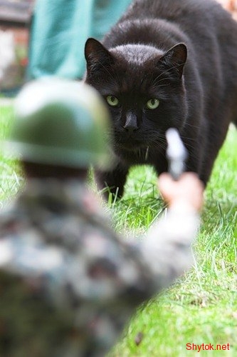 Коты на охоте (фото), photo:1