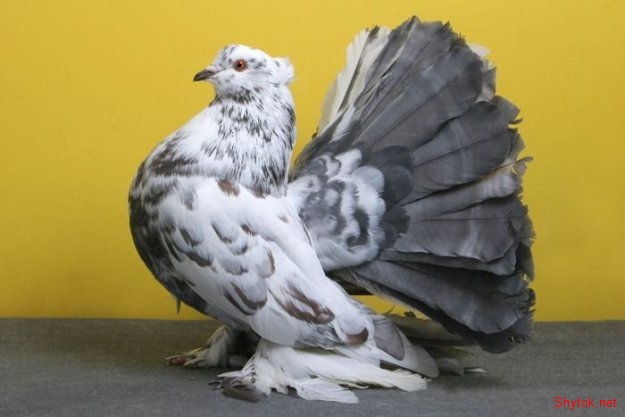 Разновидности голубей