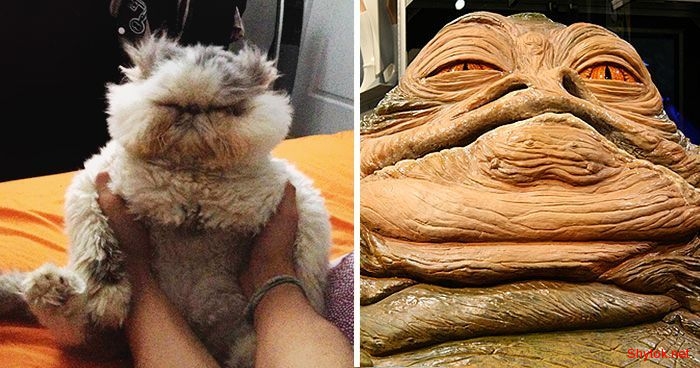 кошачьи двойники знаменитостей