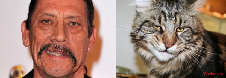 кошачьи двойники знаменитостей