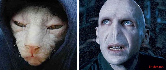 кошачьи двойники знаменитостей