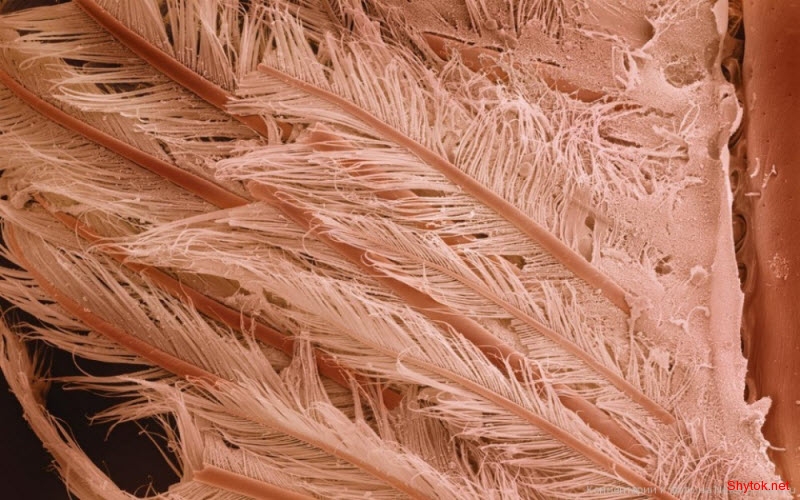 еда под микроскопом