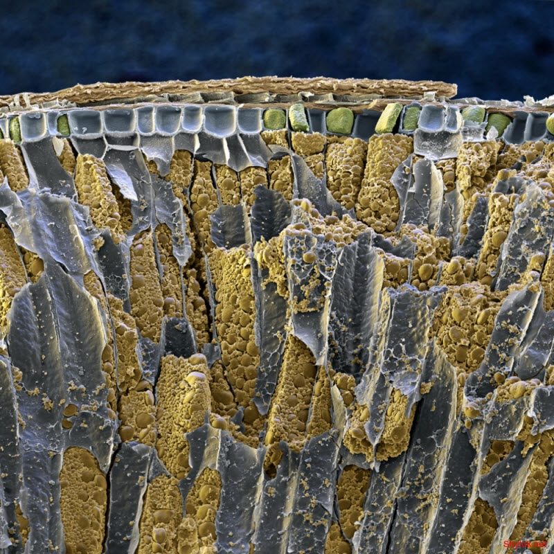 еда под микроскопом