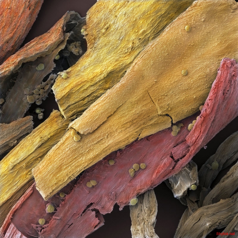 еда под микроскопом