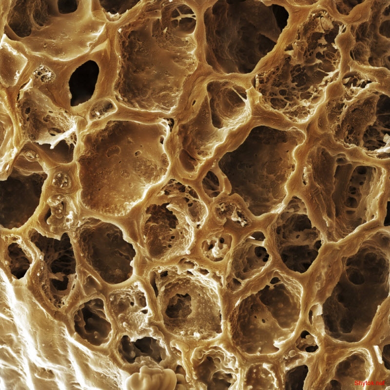 еда под микроскопом