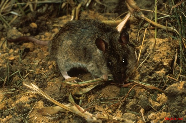 Смертельно опасные болезни от животных