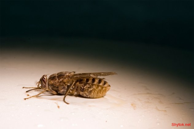 Смертельно опасные болезни от животных