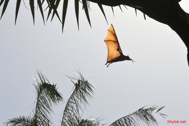 Смертельно опасные болезни от животных