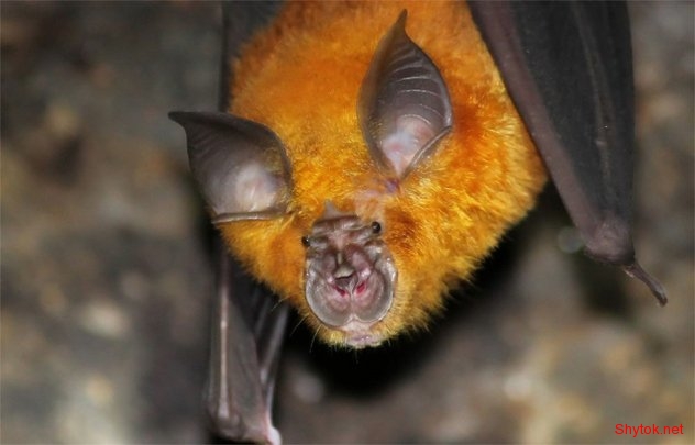 Смертельно опасные болезни от животных