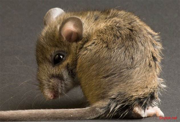 Смертельно опасные болезни от животных