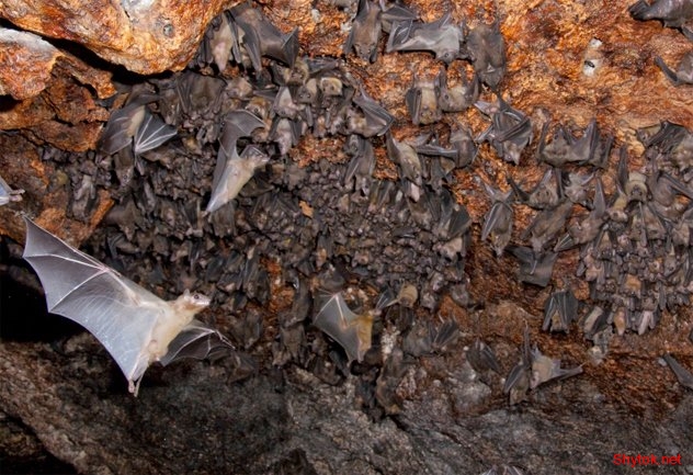 Смертельно опасные болезни от животных