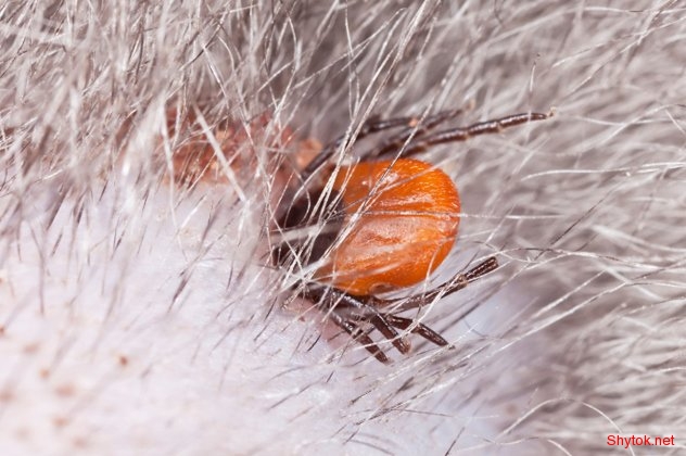 Смертельно опасные болезни от животных