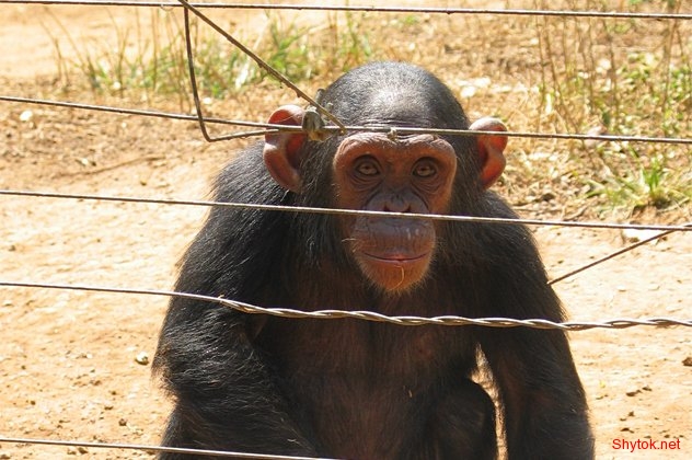 Смертельно опасные болезни от животных